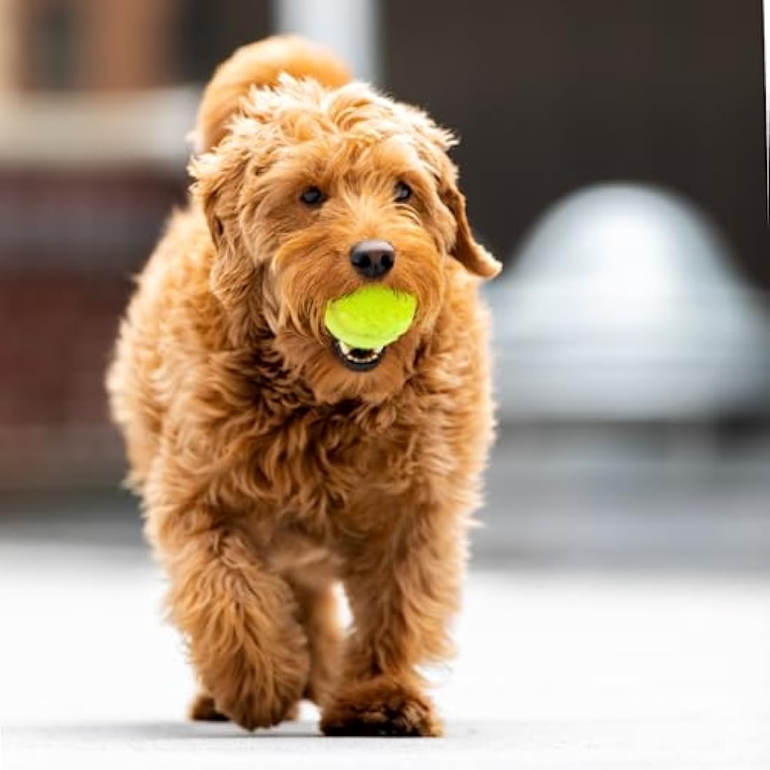 Big Game Hunters Indestructible Dog Toy – 20-Pack Durable Tennis Balls for Dogs – Interactive Puppy Teething Aid Ball - Pet Toys - Puppy Pack