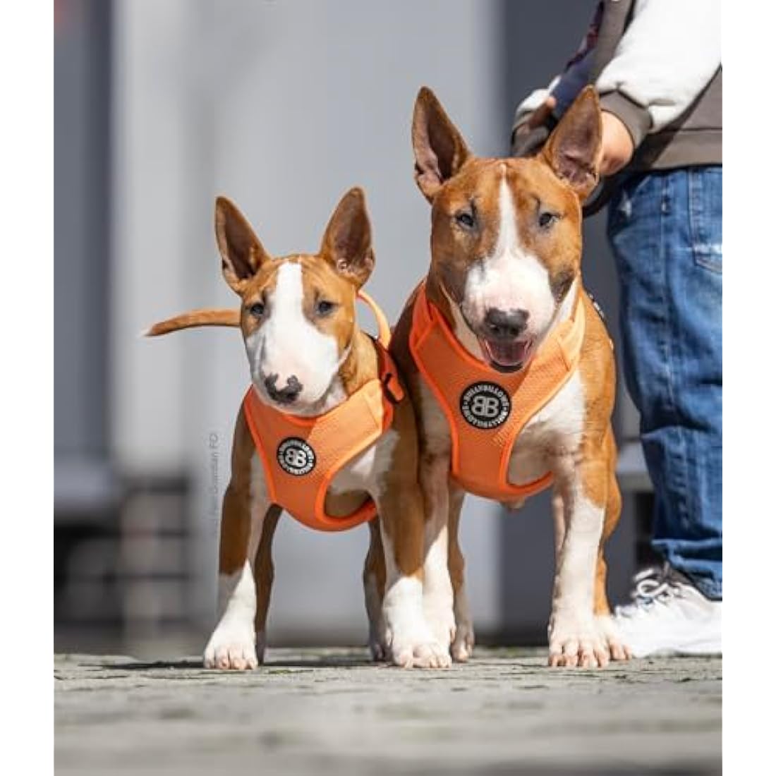 BullyBillows Active Light Dog Harness With Handle - Premium Harness With Padded Lining & Highly Reflective Design - Suitable For All Dog Breeds - Grey XSmall