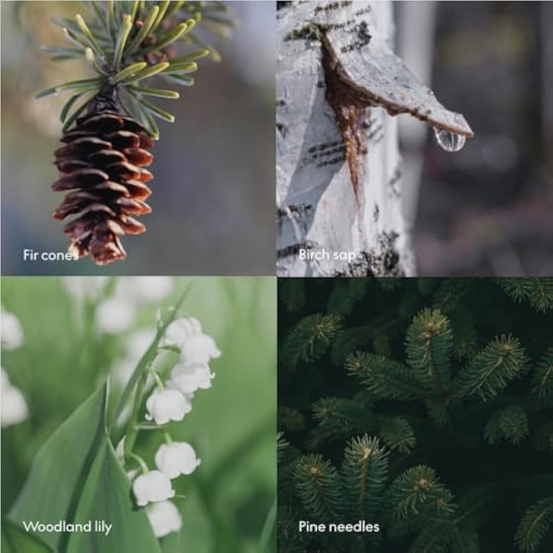 Skandinavisk SKOG ‘Forest’ Hand & body lotion, Scent notes: Pine needles and fir cones, birch sap and woodland lily of the valley, Coloured glass bottle with pump, 200 ml