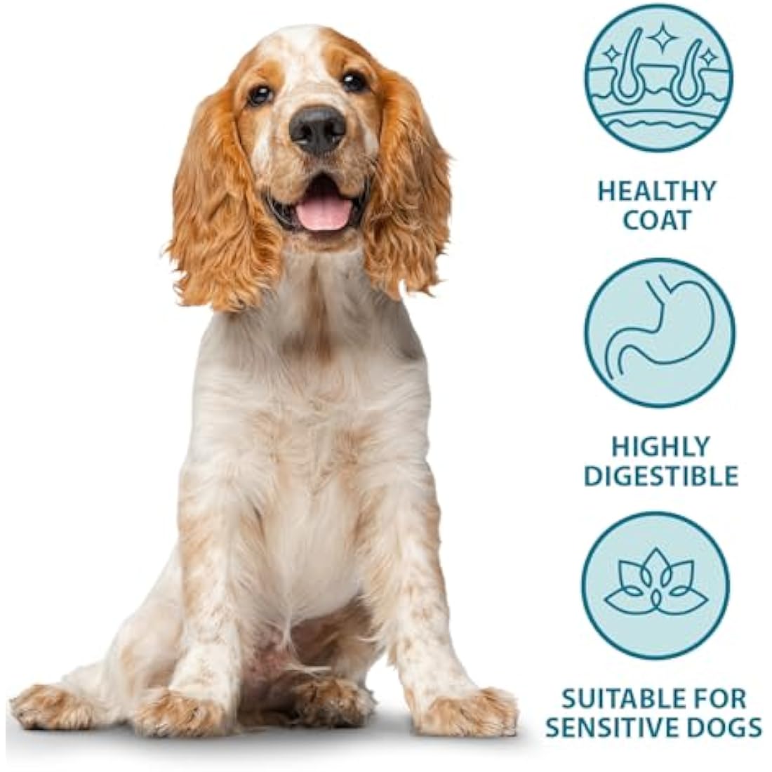 Burns Pet Nutrition Hypoallergenic Complete Dry Dog Food Adult and Senior Dog Sensitive with Pork and Potato 12 kg