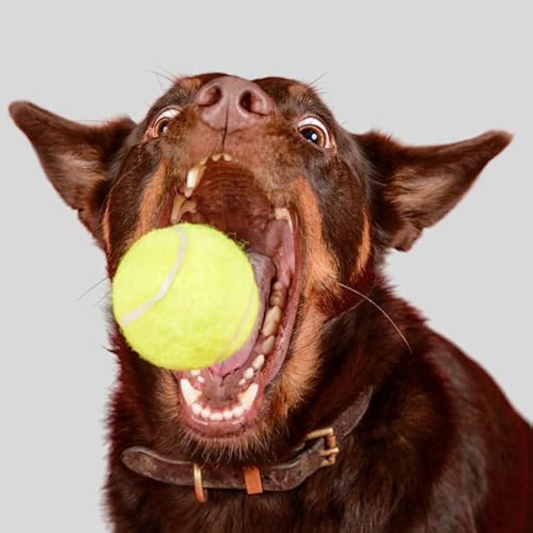 Big Game Hunters Indestructible Dog Toy – 20-Pack Durable Tennis Balls for Dogs – Interactive Puppy Teething Aid Ball - Pet Toys - Puppy Pack