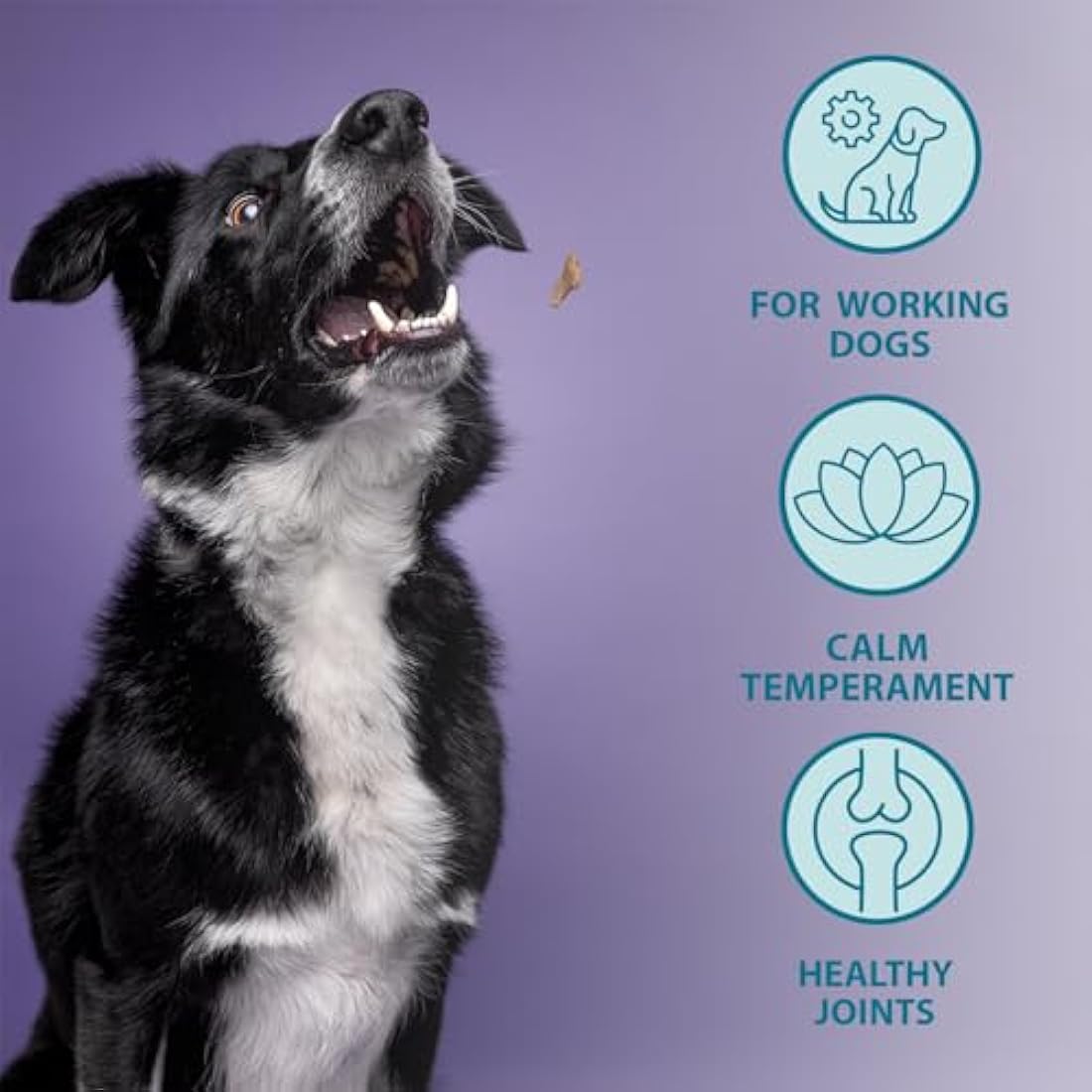 Burns Pet Nutrition Hypoallergenic Complete Dry Dog Food Adult and Senior Dog Active For Working Dogs Chicken and Rice 12 kg