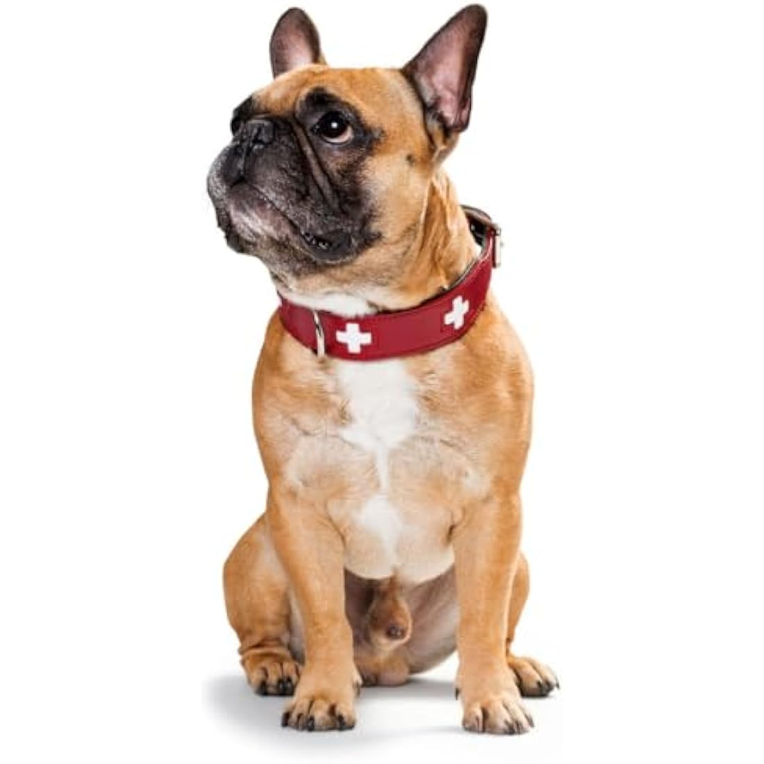 Hunter - Swiss 35-39.5Cm Necklace Red / Black