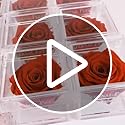 Eternal Petals A 100% Real Rose That Lasts Years, Handmade in London, Flowers Delivery Next Day Prime UK – White Gold Solo (Deep Red)