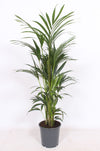 Howea Forsteriana 6pp