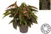 Beg Maculata Double Dot