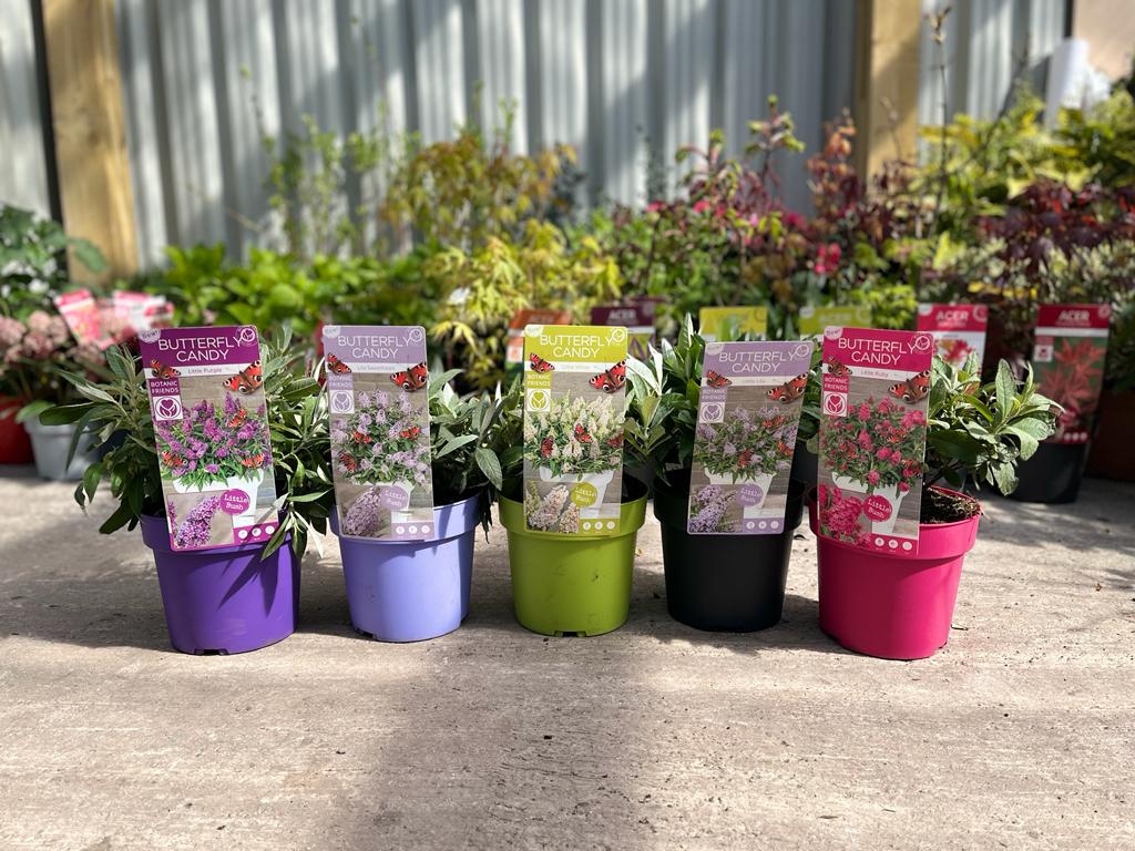 Buddleja Butterfly Candy 'Little Pink' 9cm/1L/2L/3L