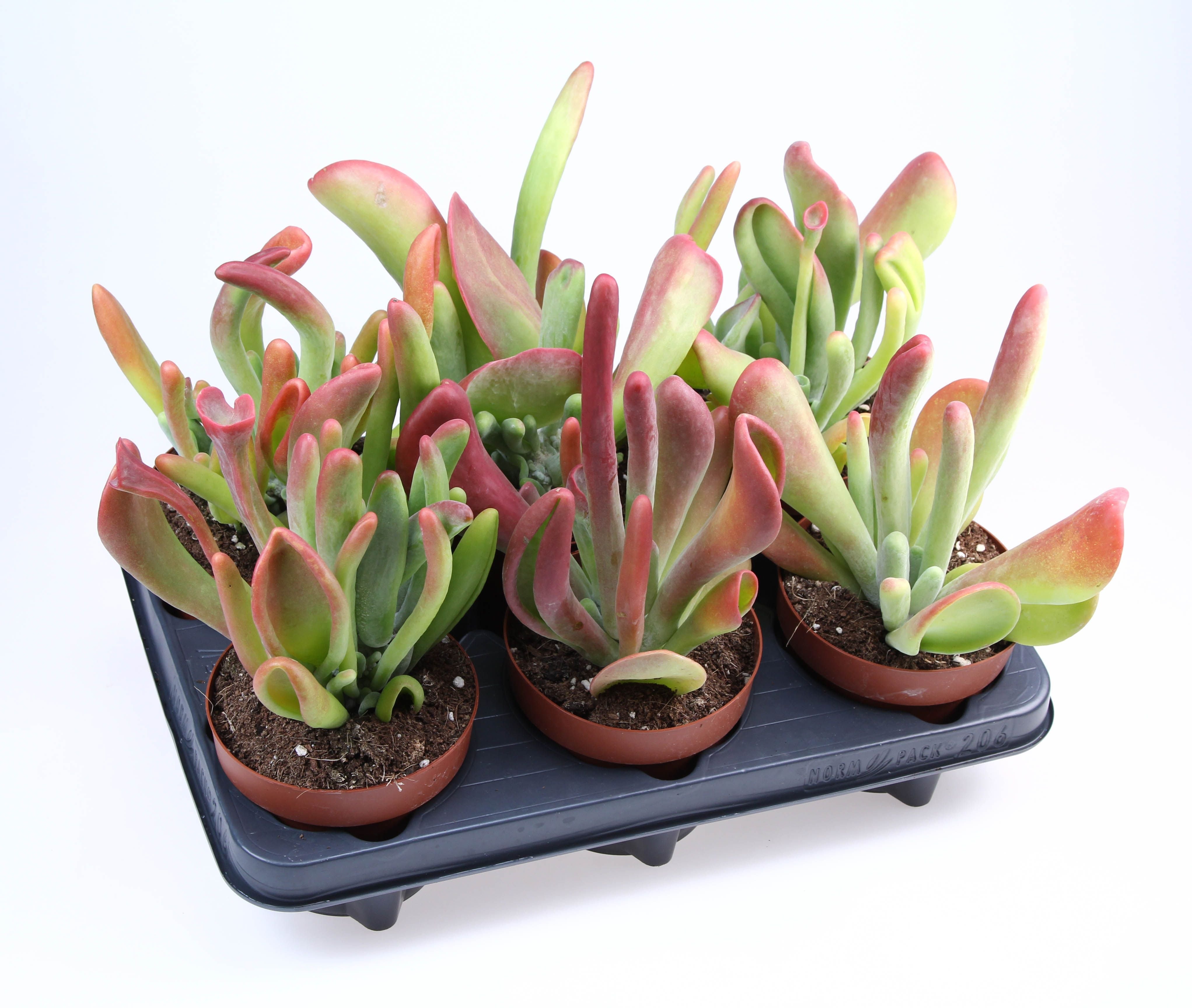 Kalanchoe Oricula