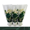 Anthurium An Samora Keramiek Wit