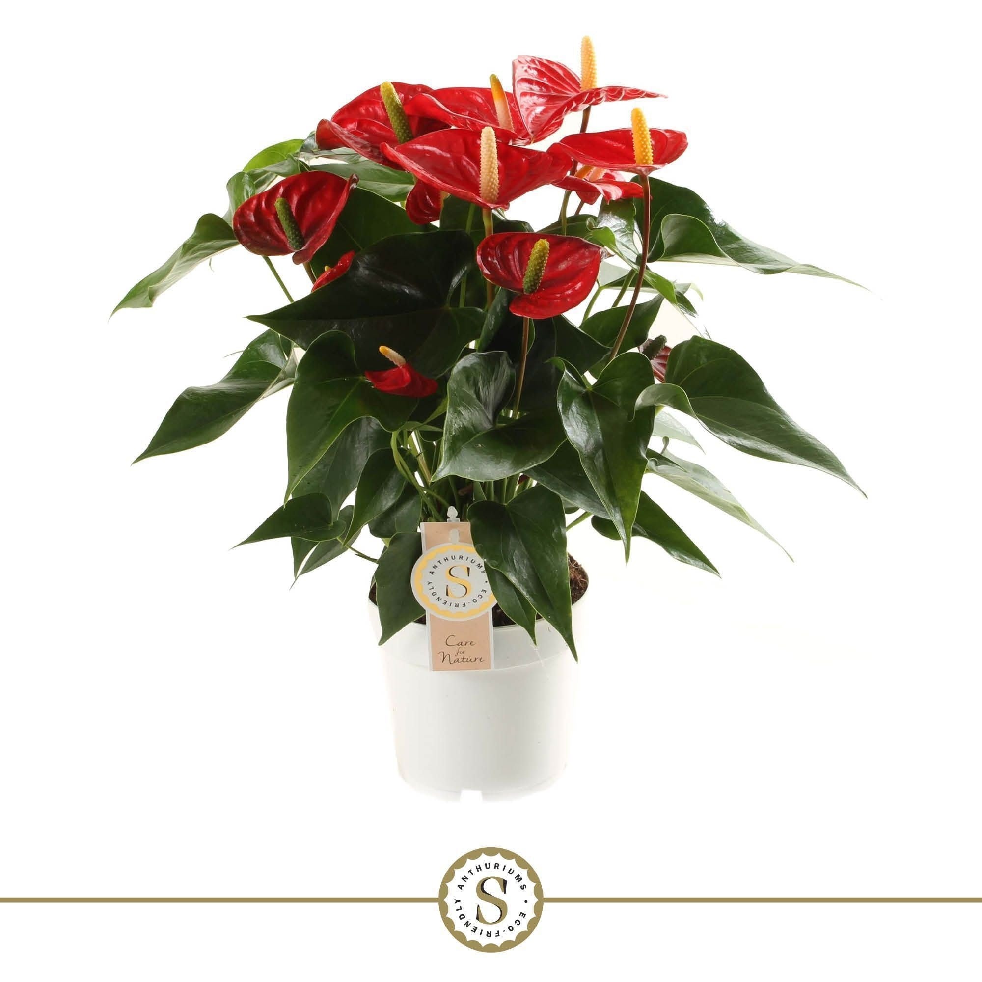 Anthurium St Red Champion