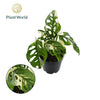Monstera Ob Monkey Japanese Tricolour