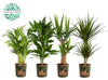 Ov Kamerplanten Gemengd Potcover Green Jewels
