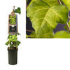 Hedera Co Sulphur Heart