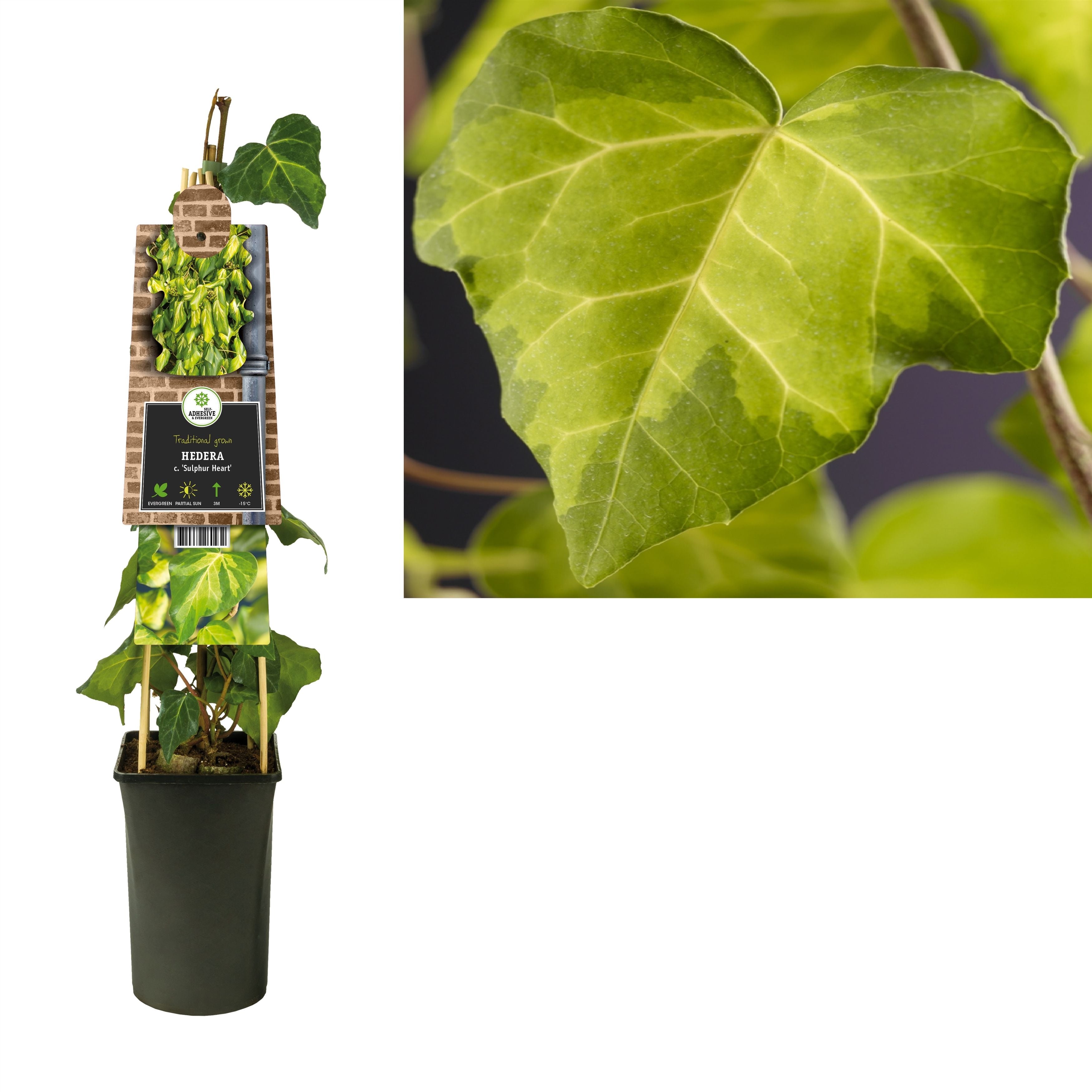 Hedera Co Sulphur Heart