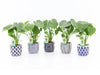 Monstera Deliciosa Keramiek Delft Blue