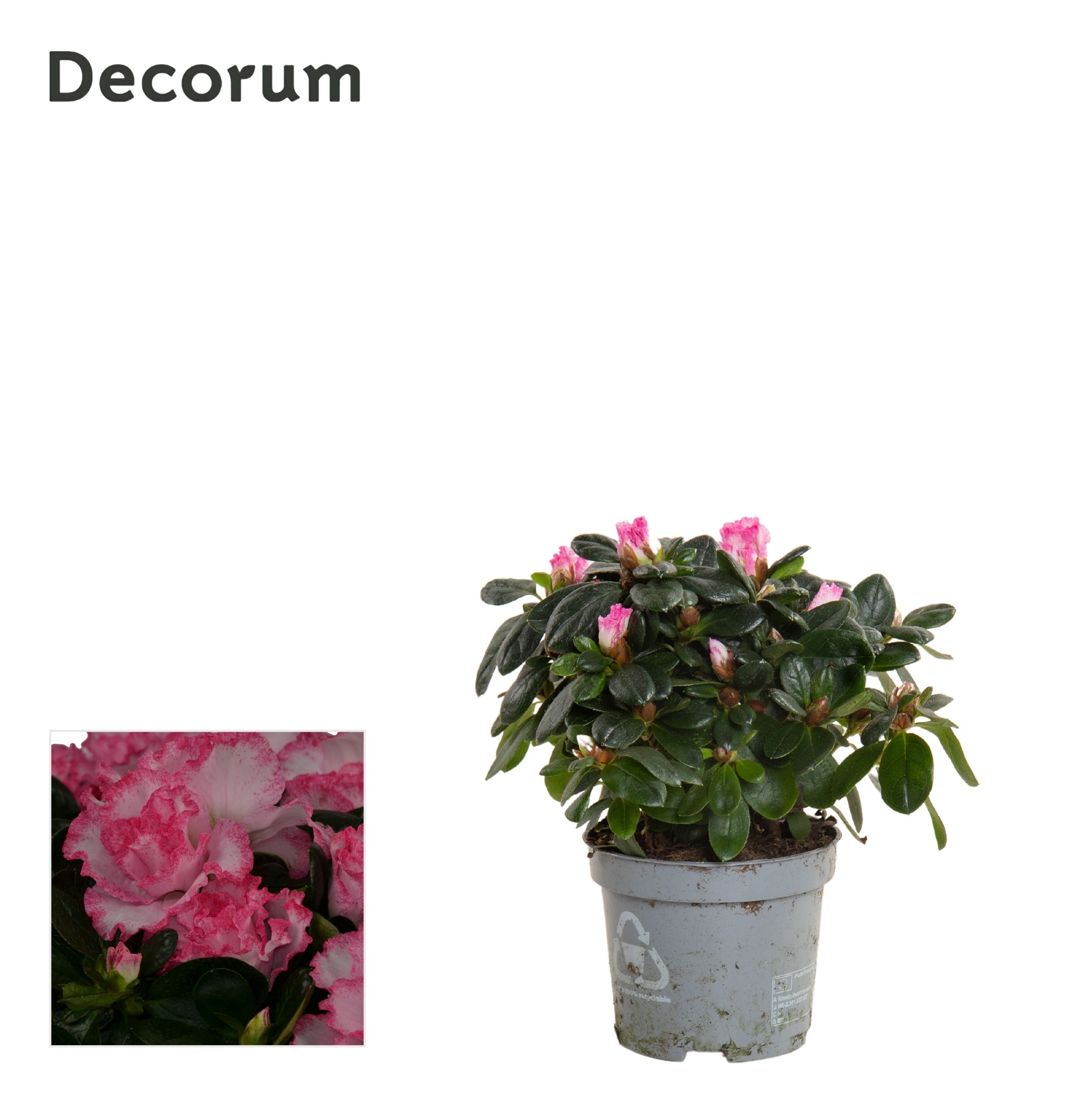 Rhodo Si Hellmut Vogel