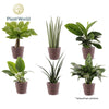 Ov Kamerplanten Gemengd Miami Mand Trendy