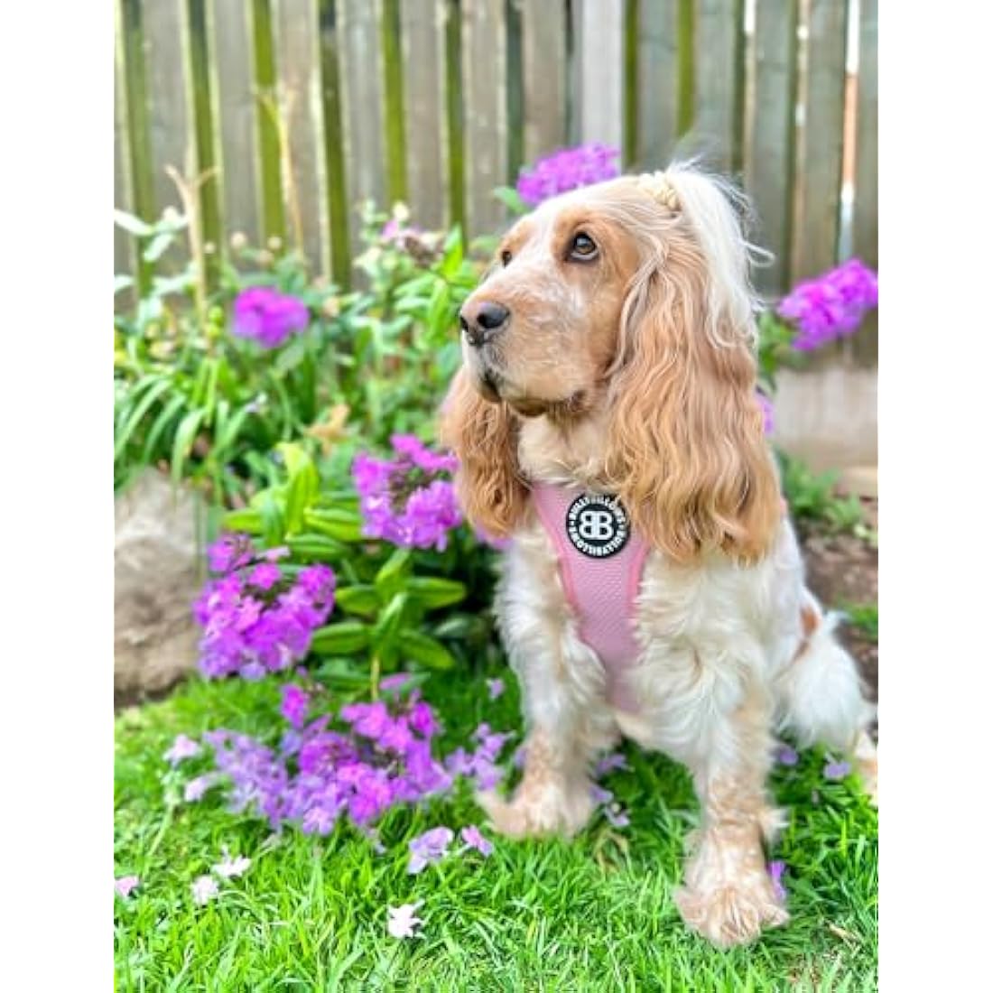 BullyBillows Active Light Dog Harness With Handle | Premium Padded Lining & Highly Reflective Harness | XLarge Pink