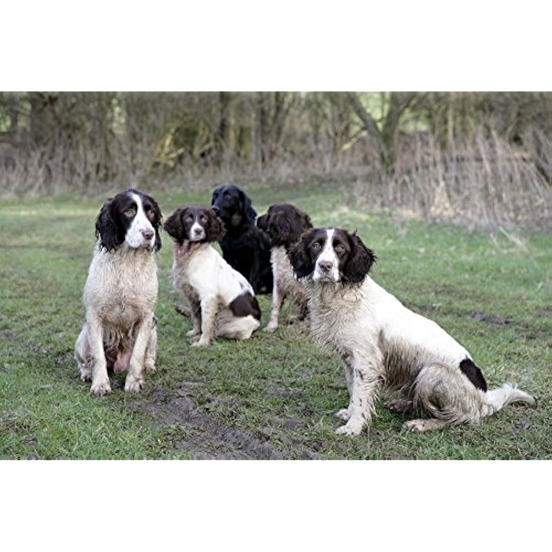 Skinner’s Field & Trial Muesli Mix – Complete Dry Adult Dog Food, For Fussy Eaters, Mixed Kibble for Variety, 15kg