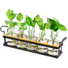 THYGIFTREE Plant Propagation Stations with Metal Stand, Tabletop Plant Terrarium for Propagating Hydroponic, Retro Glass Planter Flower Vase Home Kitchen Office Decor, Plant Lover Gifts, 5 Jars
