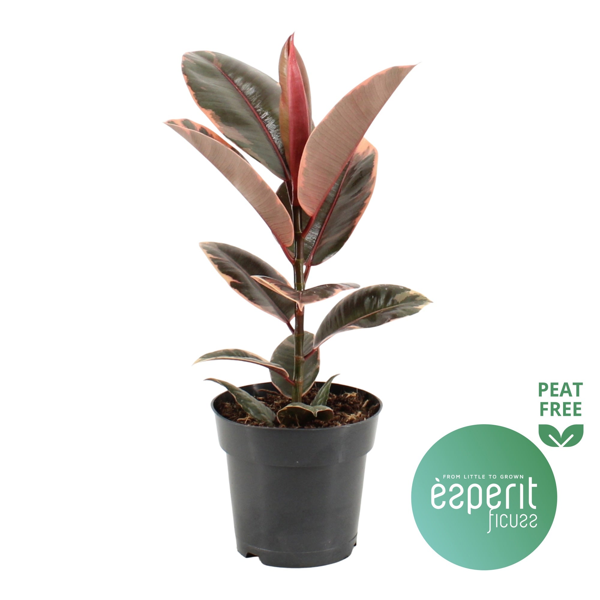 Ficus El Belize