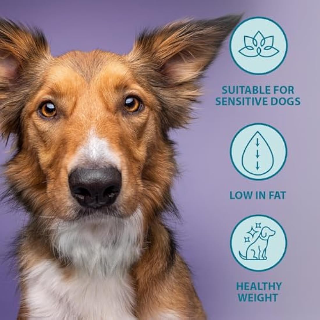 Burns Pet Nutrition Hypoallergenic Complete Dry Dog Food Adult and Senior Dog Weight Control Chicken and Oats 12 kg