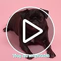 Adios - Compostable Dog Poop Bags, 360 Count (24 Rolls) - Rainbow Colours - Extra Thick, Leakproof, Odour Proof Dog Waste Bags - Made from Compostable Cornstarch - Easy Tear Rolls, Packaging May Vary
