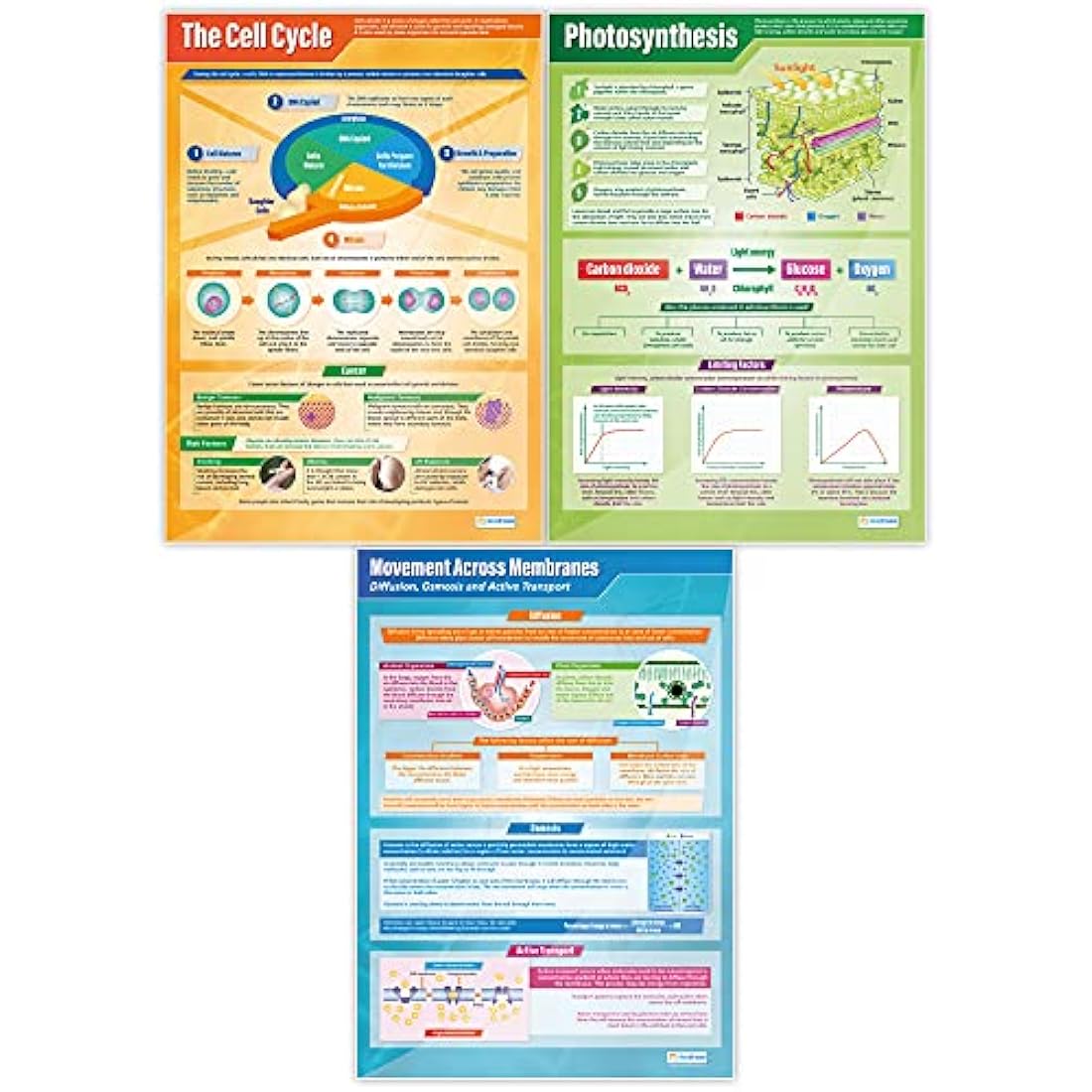 Daydream Education Biology Science Posters - Set of 13 - EXTRA LARGE A1 (850mm x 594mm) - Laminated - Science Secondary School Wall Charts for the Classroom