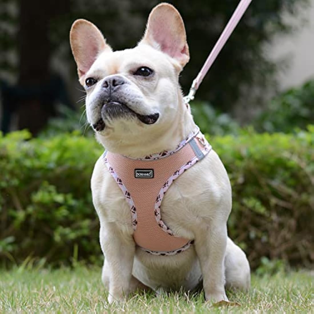 DORAMIO Step-in Dog Harness and Leash Set, Soft Mesh No-Chock Reflective Breathable Easy Walk Lightweight Vest Harnesses with Safety Buckle for Small Dogs, Cats, Puppies (Champagne, L)