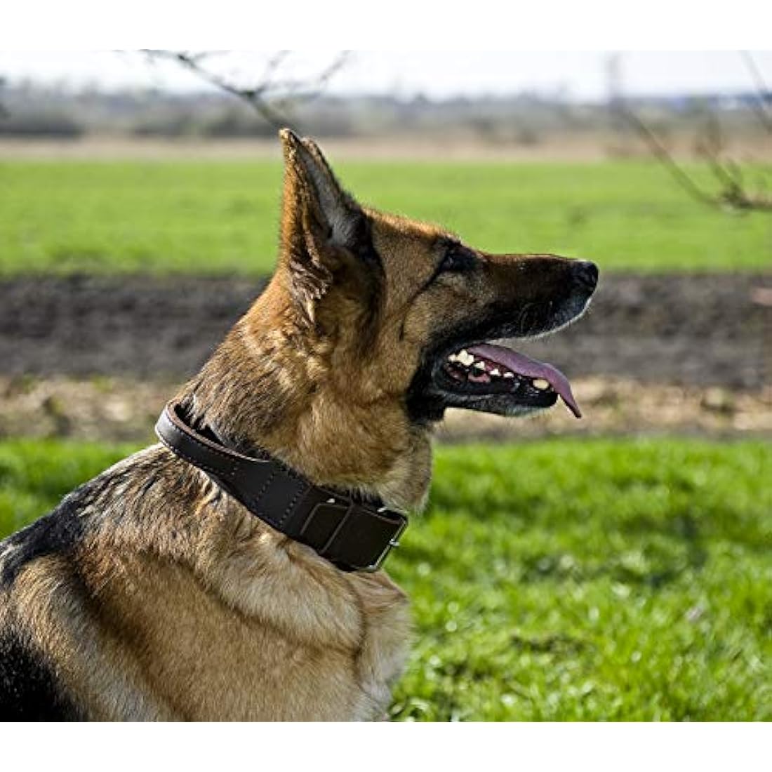 Dingo Brown Collar with a Handle Handmade of Soft Leather Especially for Guard Shepherd Breeds 13107
