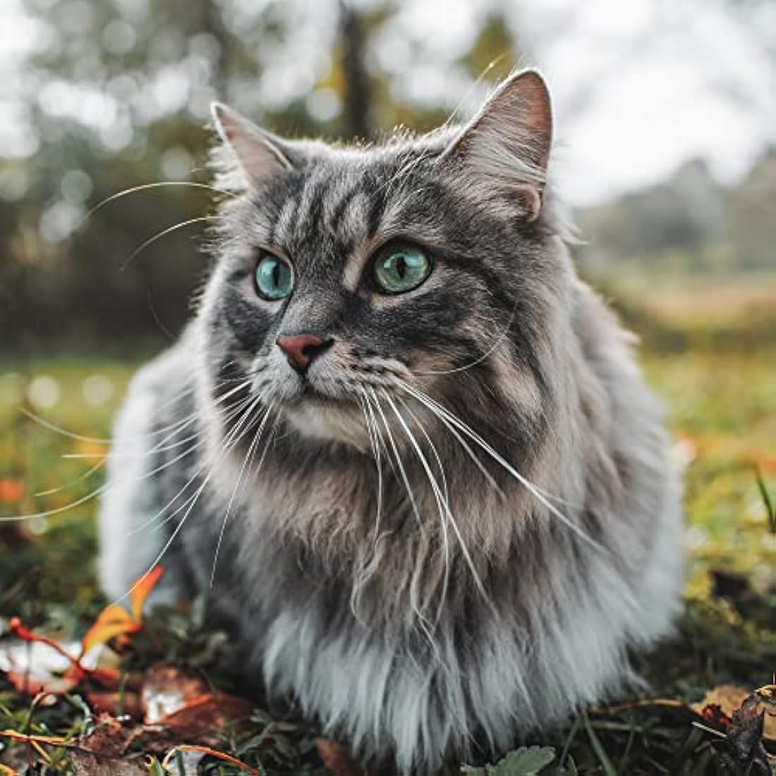 Arden Grange Adult Dry Cat Food Sensitive, Fish, 2 Kg