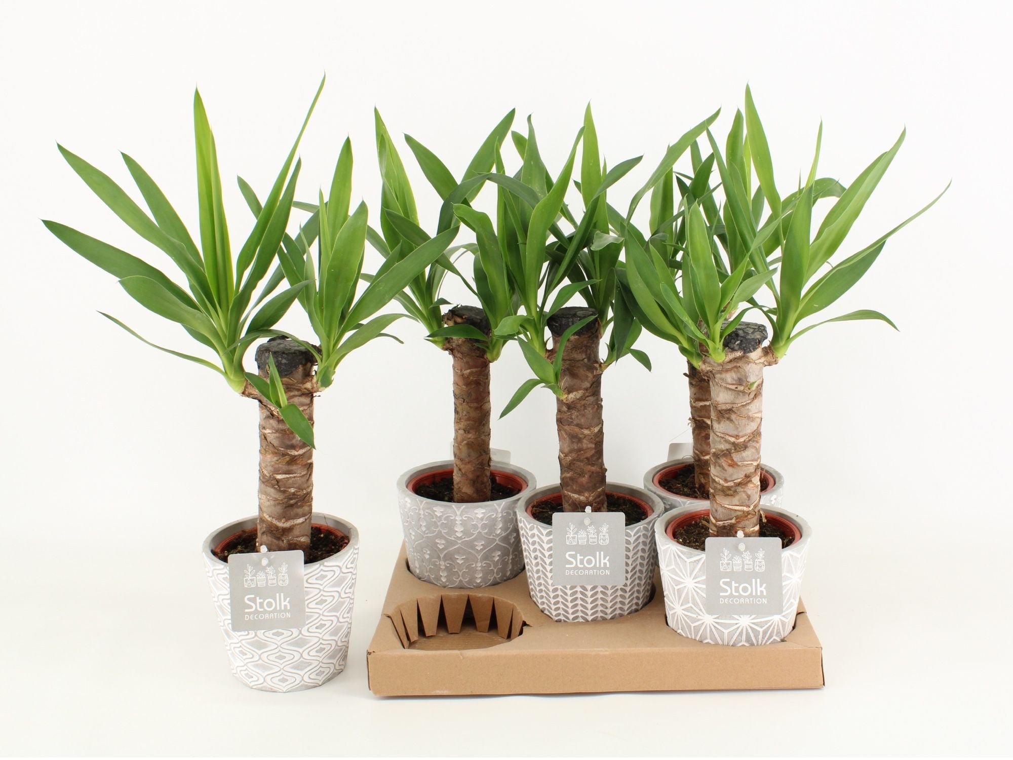 Yucca Keramiek Star