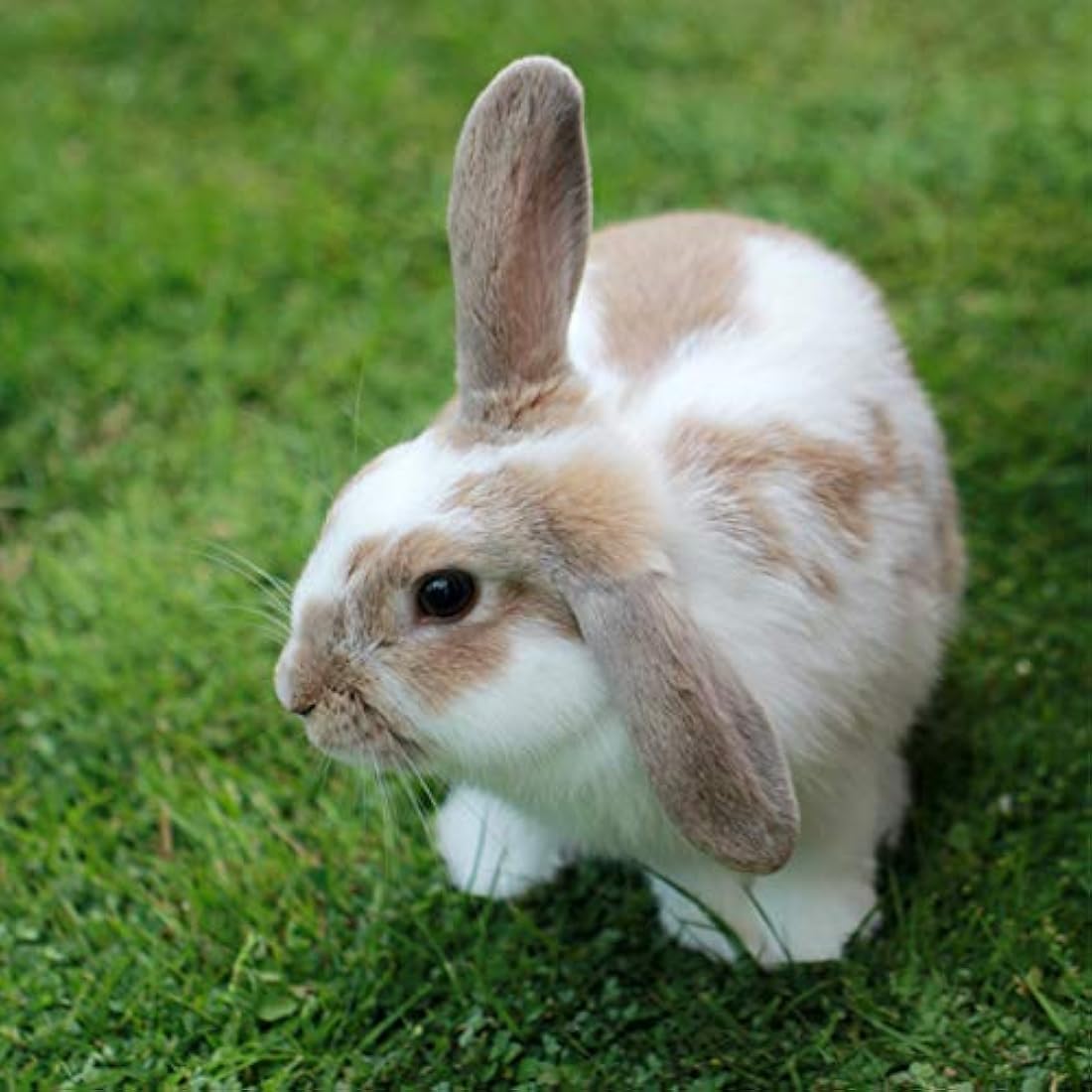 Extra Select Premium Rabbit Mix - Muesli, Rabbit Nuggets, Peaflakes,and Forage with Vitamins & Minerals - 12.5kg
