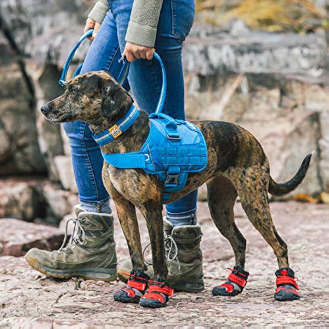 Kurgo RSG Dog Townie Harness, Easy On/Off Dog Hiking Harness, Adjustable, MOLLE Compatible, Medium-Coastal Blue
