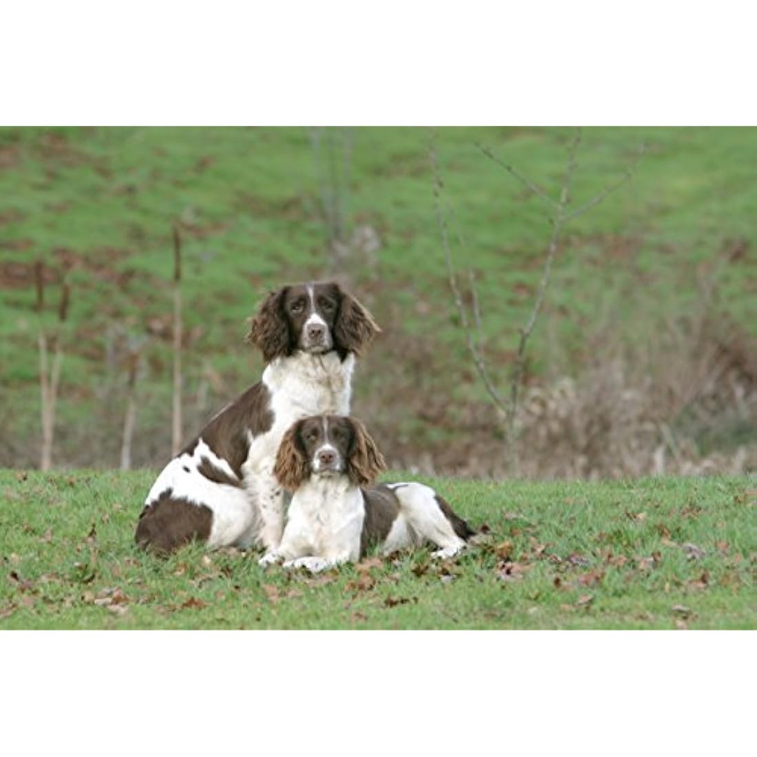 Skinner’s Field & Trial Working 26 – Complete Dry Adult Dog Food, For Active Dogs, Greedy Eaters, High Energy, 15kg