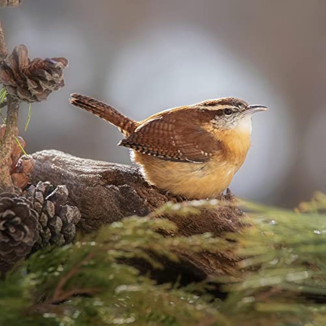Copdock Mill Peanuts for Wild Birds - Peanut Kernels Bird Feed 12.75kg - High In Energy, Protein Rich Wild Bird Peanuts - Bird Seeds for Small Garden Birds