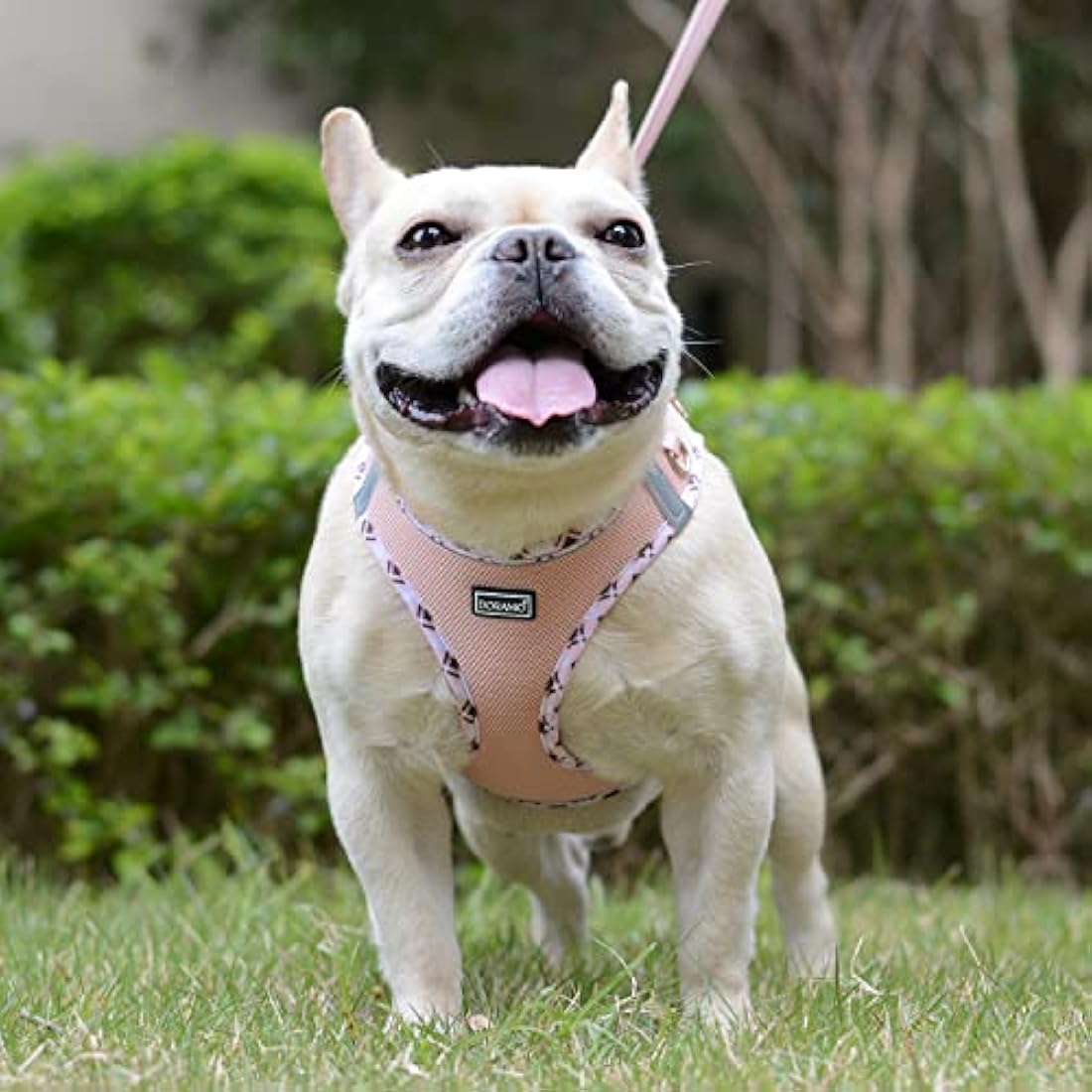 DORAMIO Step-in Dog Harness and Leash Set, Soft Mesh No-Chock Reflective Breathable Easy Walk Lightweight Vest Harnesses with Safety Buckle for Small Dogs, Cats, Puppies (Champagne, L)