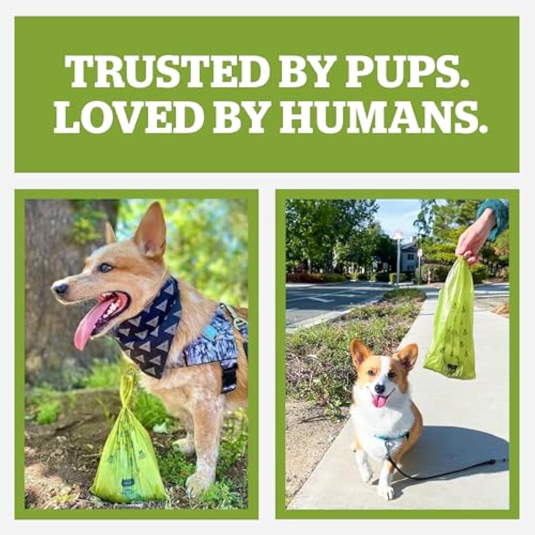 Pogi’s Dog Poo Bags – Biodegradable, Ultra Thick, Leak-Proof, Powder Fresh Scent, 150 Bags (10 Rolls)