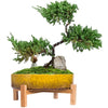 ARTKETTY Plant Pots - 29 CM Ceramic Bonsai Pot with Drainage, Large Succulent Plant Pot for Indoor Cactus Plant Garden Decorative Flower Pot with Stand