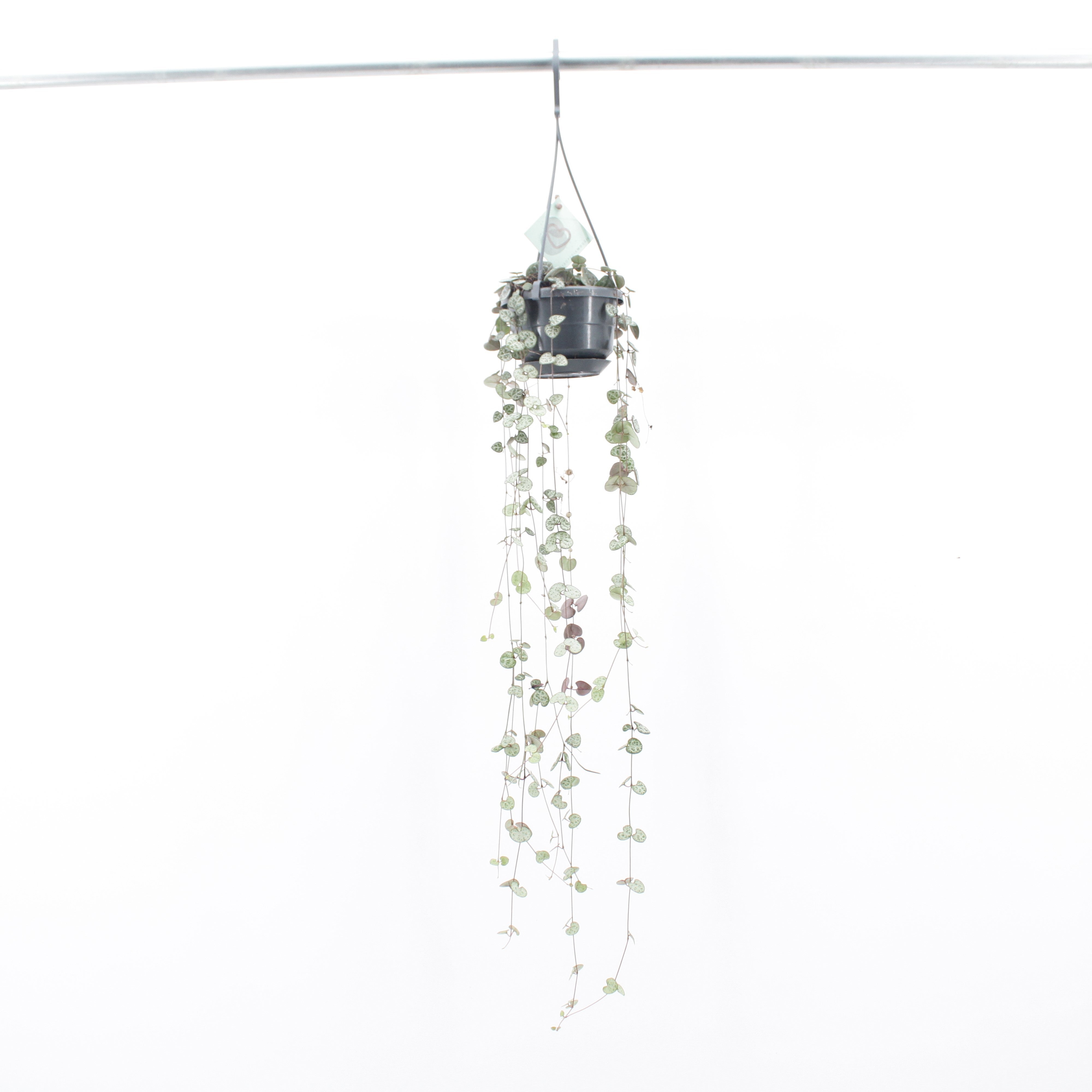 Ceropegia Woodii