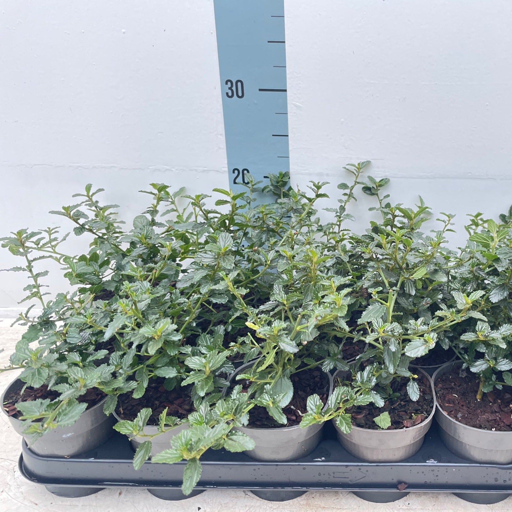 Ceanothus 'Victoria' (Californian Lilac) 9cm/2L