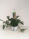 Monstera Obliqua