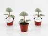 Anthurium Luurians