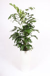 Caryota Mitis Kunststof Santorini Wit