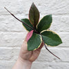 Hoya australis 'Flamingo Dreams'