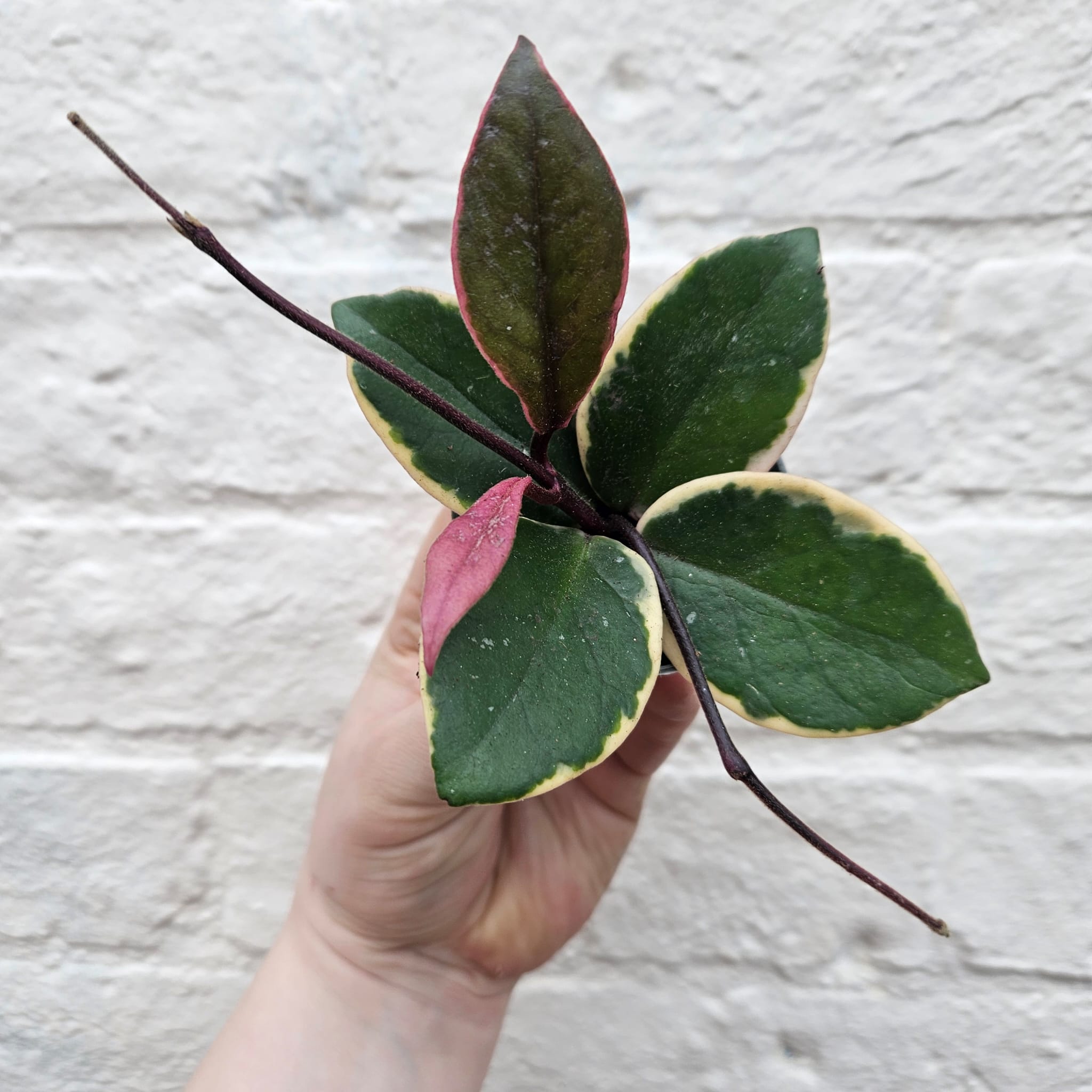 Hoya australis 'Flamingo Dreams'