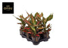 Aglaonema Strawberry Baby