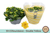 Kalanchoe Gev Geel Tst