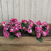 Garden 365 Artificial Pansy Flowers - Fake Plants for Outdoor or Indoor Use - Faux Flower Decorations with Fade Resistant Colour - POTS NOT INCLUDED (5 Pack - Pink)