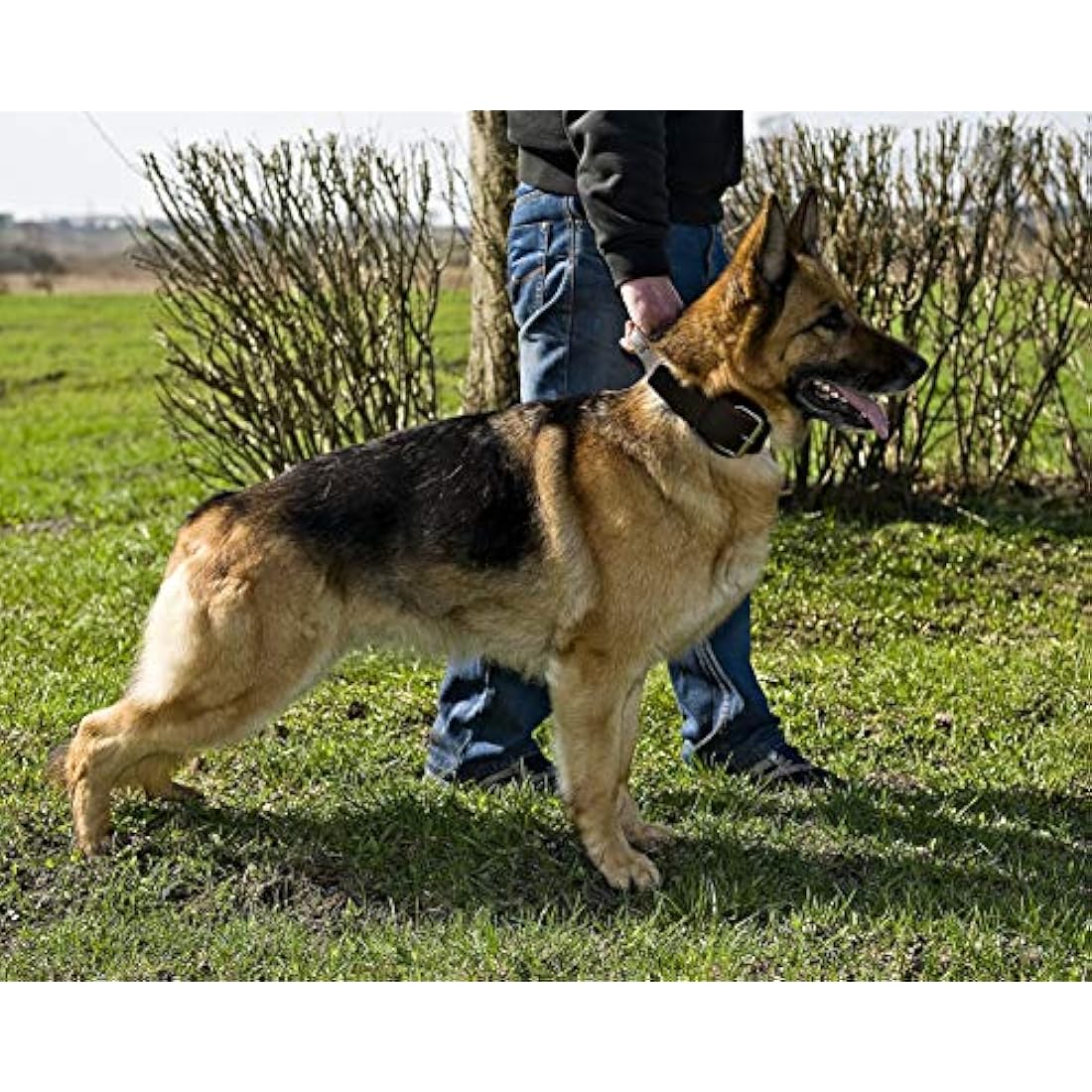 Dingo Brown Collar with a Handle Handmade of Soft Leather Especially for Guard Shepherd Breeds 13107